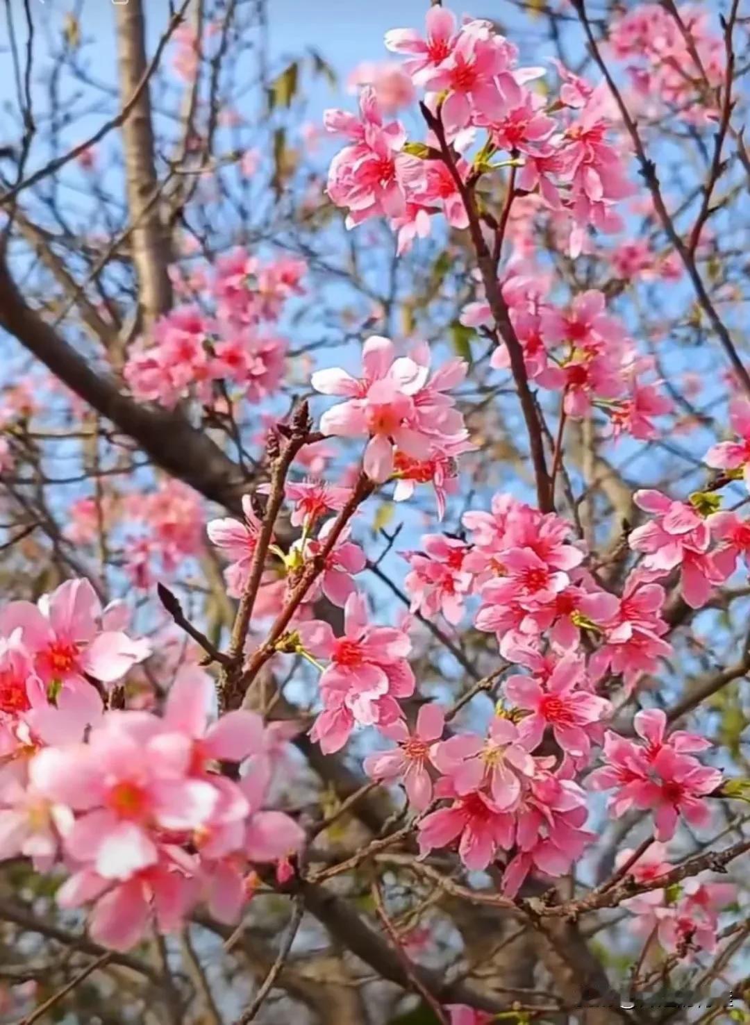 复旦大学公共卫生系研究生费宇退学摆摊卖土豆泥的事件，因其身份与职业选择的巨大反差