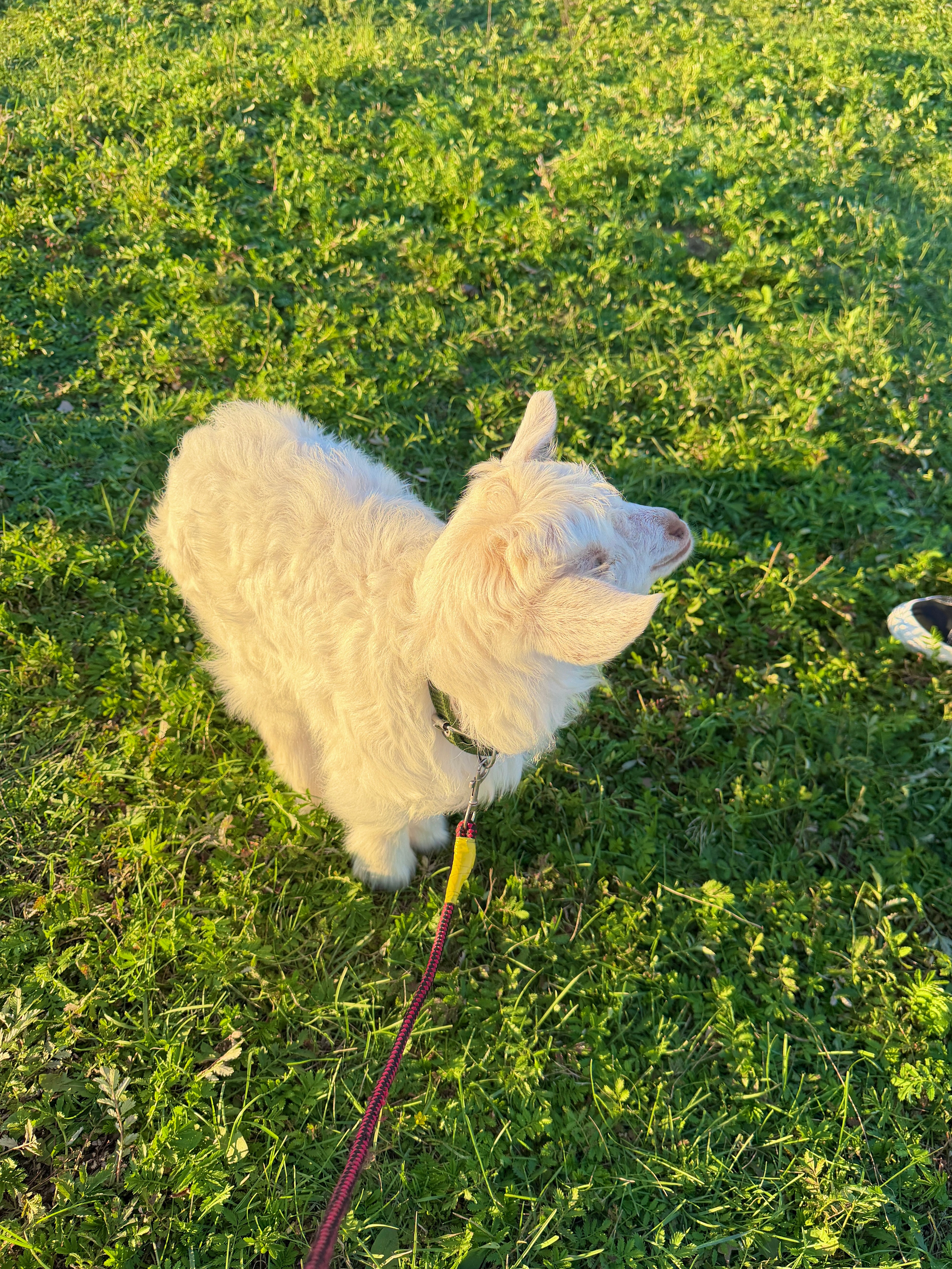 姓名：点点 年龄：18天这是我今天租的小羊🐑 真的太喜欢它了 我抱着它 它竟然