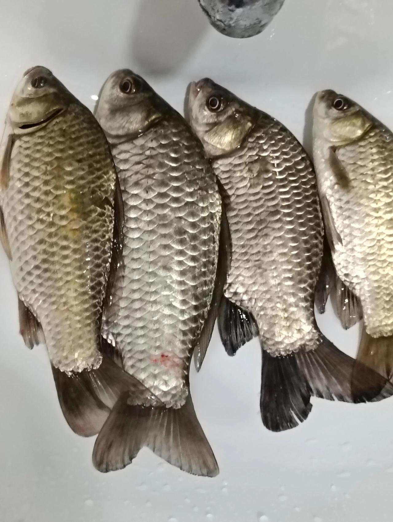 你们钓鱼的有没有天天钓到大板鲫的？有的话你发个视频我看看，天天爆护的