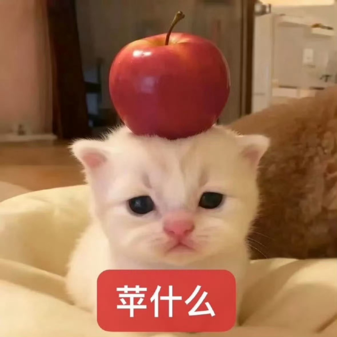 咪的表情包全都代了展智伟眼里的刘铮 