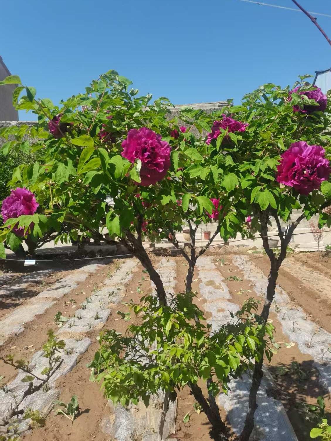 甘肃老家院里的牡丹花开了，开得很艳，一进院门就有一股浓浓的香味扑鼻而来。左邻右舍