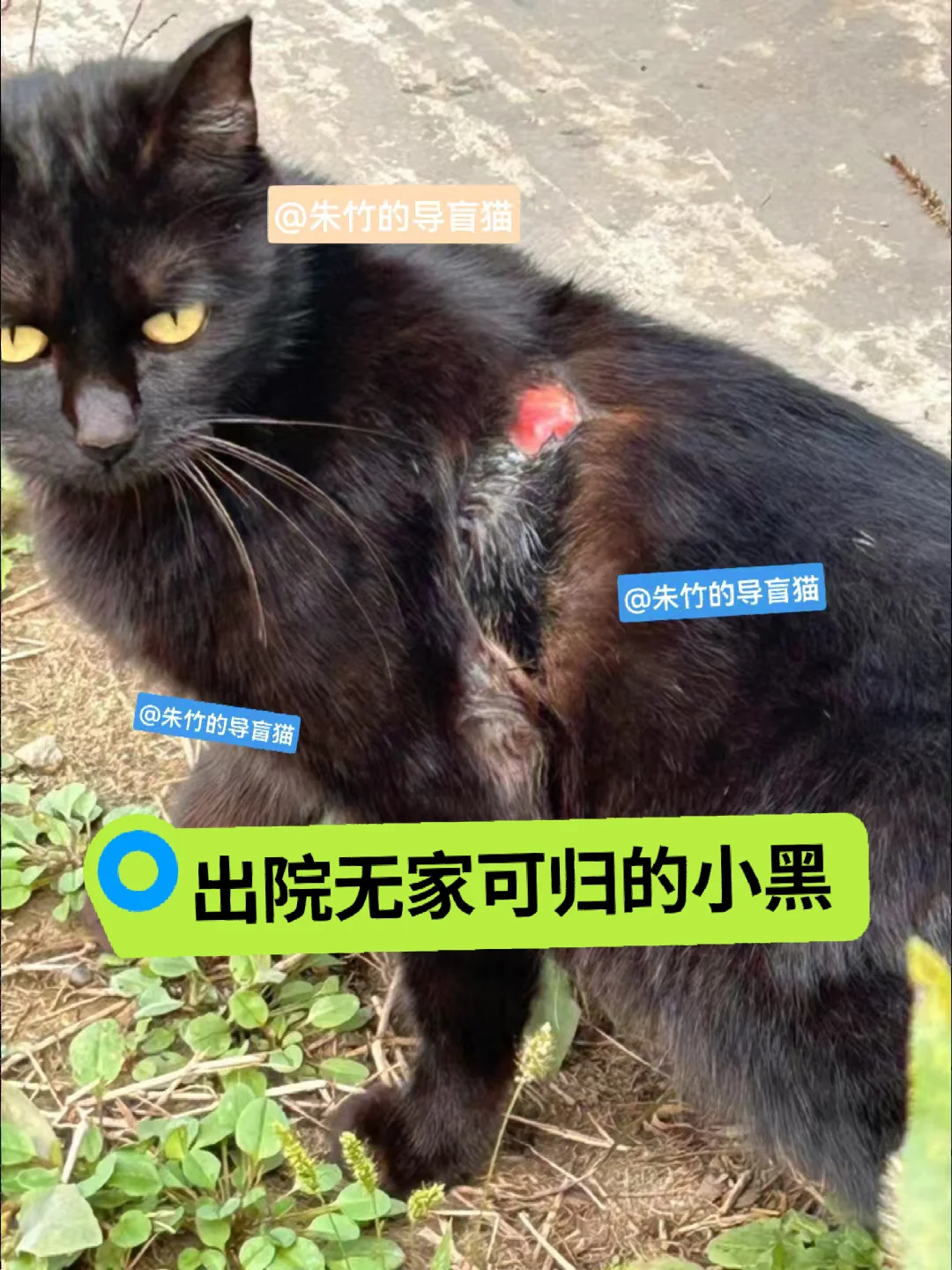 受伤小黑马上出院无处可去】流浪时不知道怎么受伤的，没人管，伤口溃烂见骨...