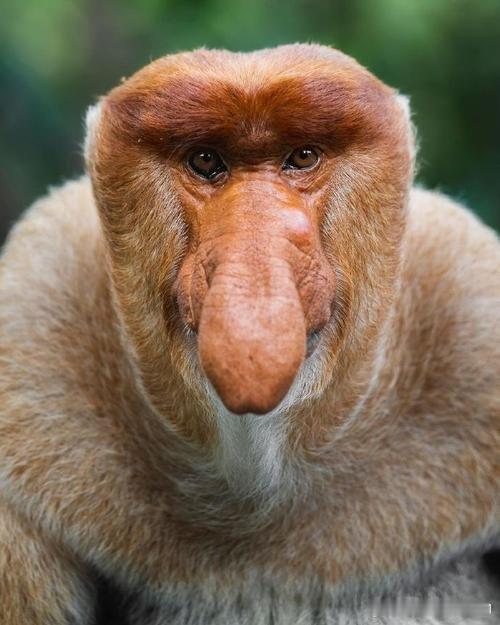 (UTC17：10)前国王的儿子称与德黑兰的谈判是“安抚”政策 伊朗被推翻国王的