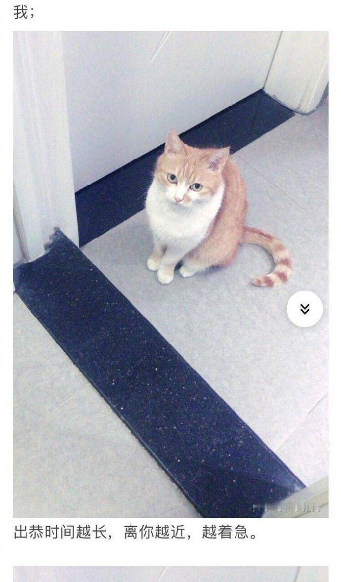 猫知道人在睡觉吗？看来还是养过猫的人比较有经验