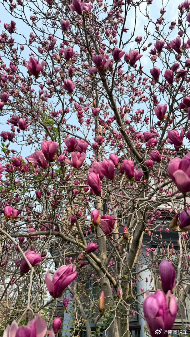 北京的春天 转瞬即逝很快就开始满天飞柳絮杨絮了 