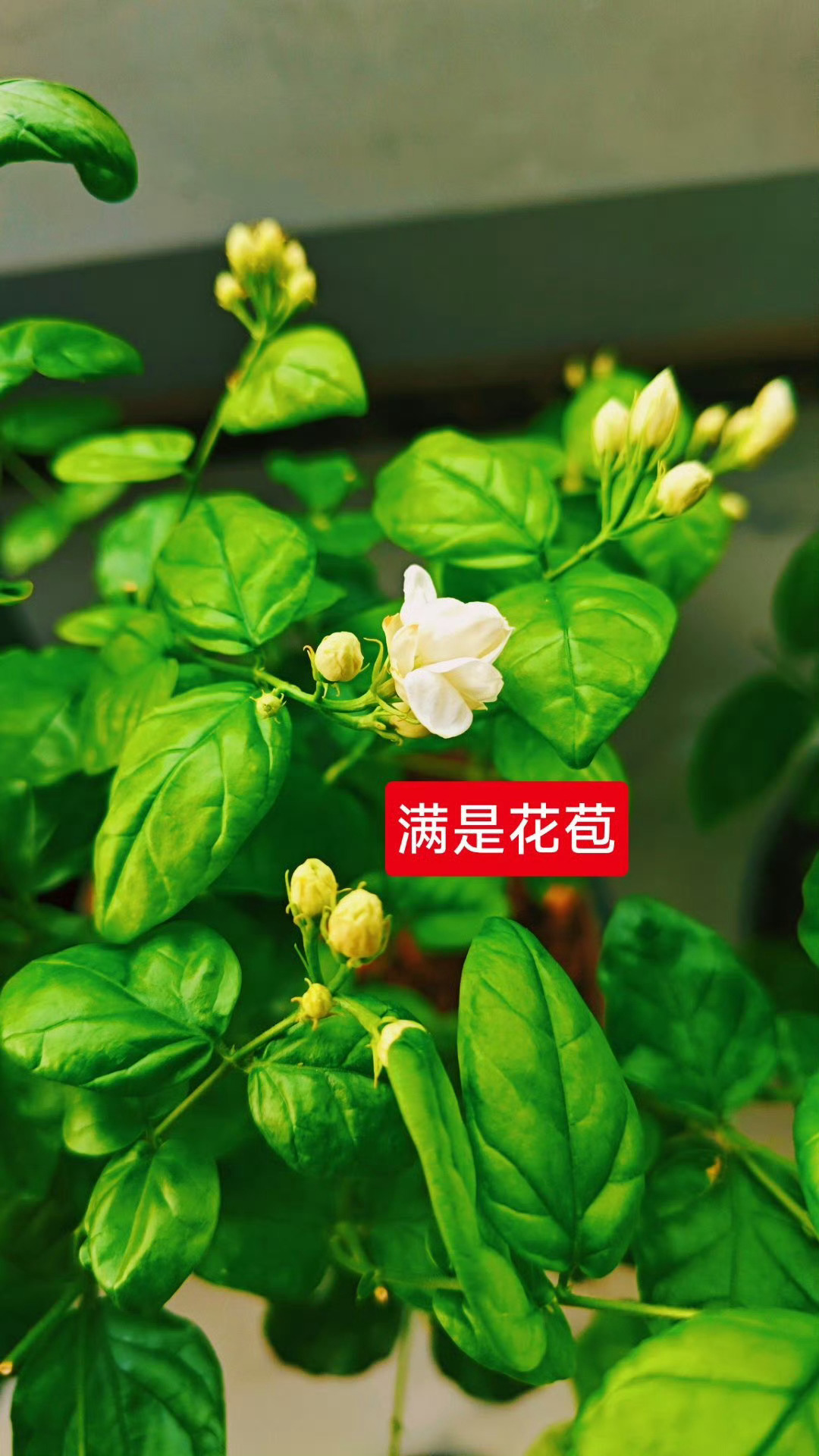 4000亩茉莉花田受灾村民说心里苦泡过水的茉莉花还能成活吗？心疼花农。幸好，我还