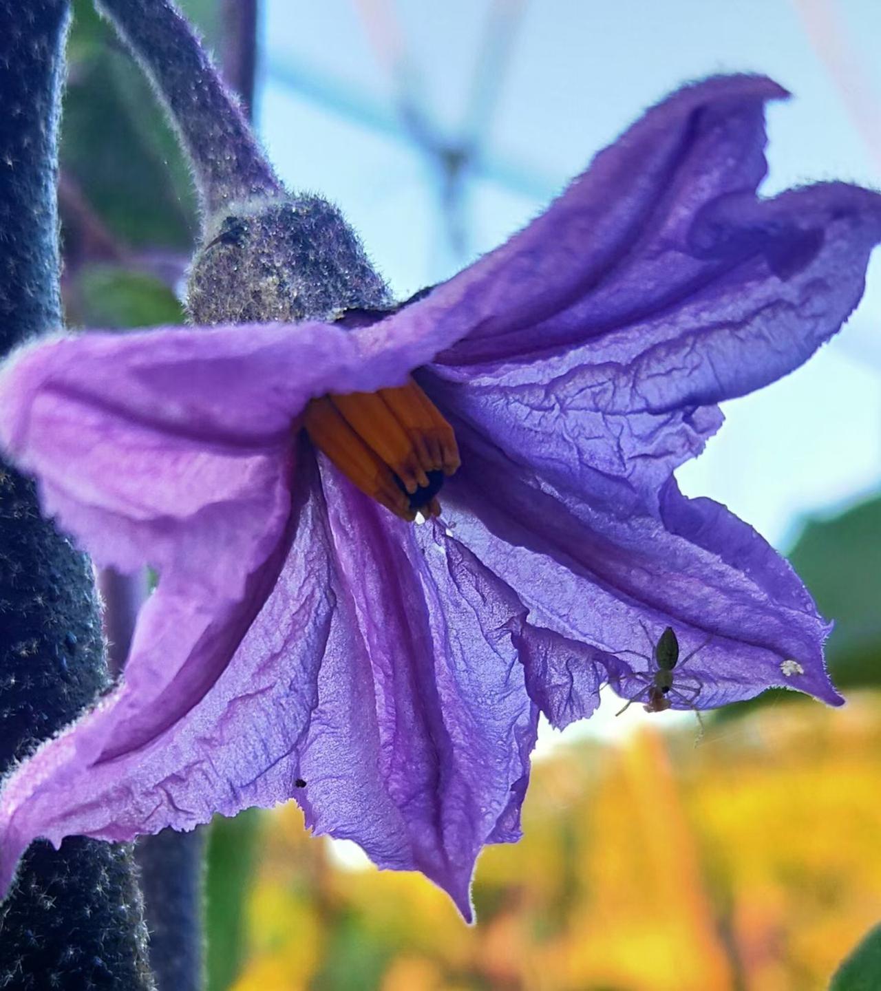 晒图笔记大赛漂亮的茄茄