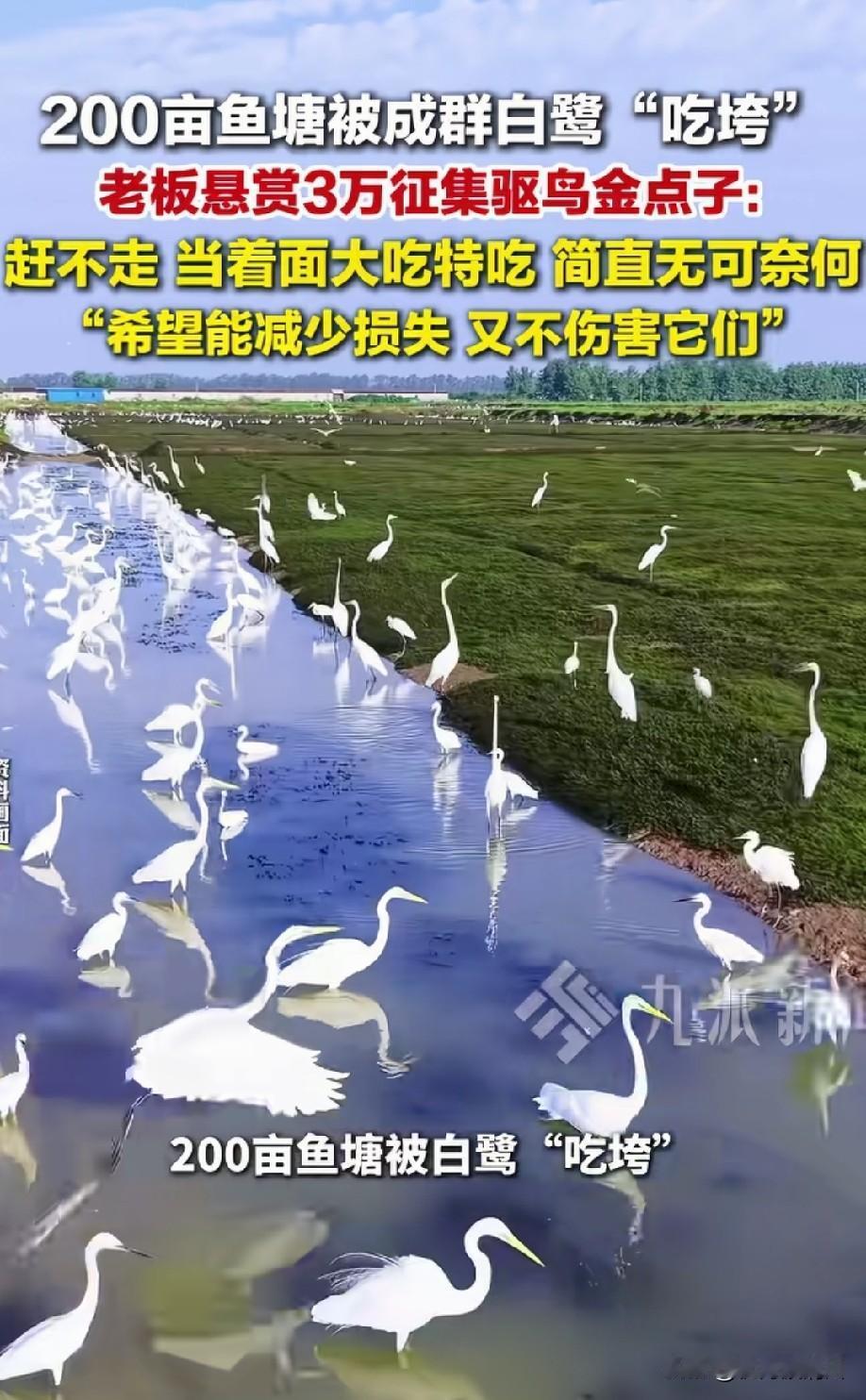 在鱼塘上面加个网就行了[偷笑]