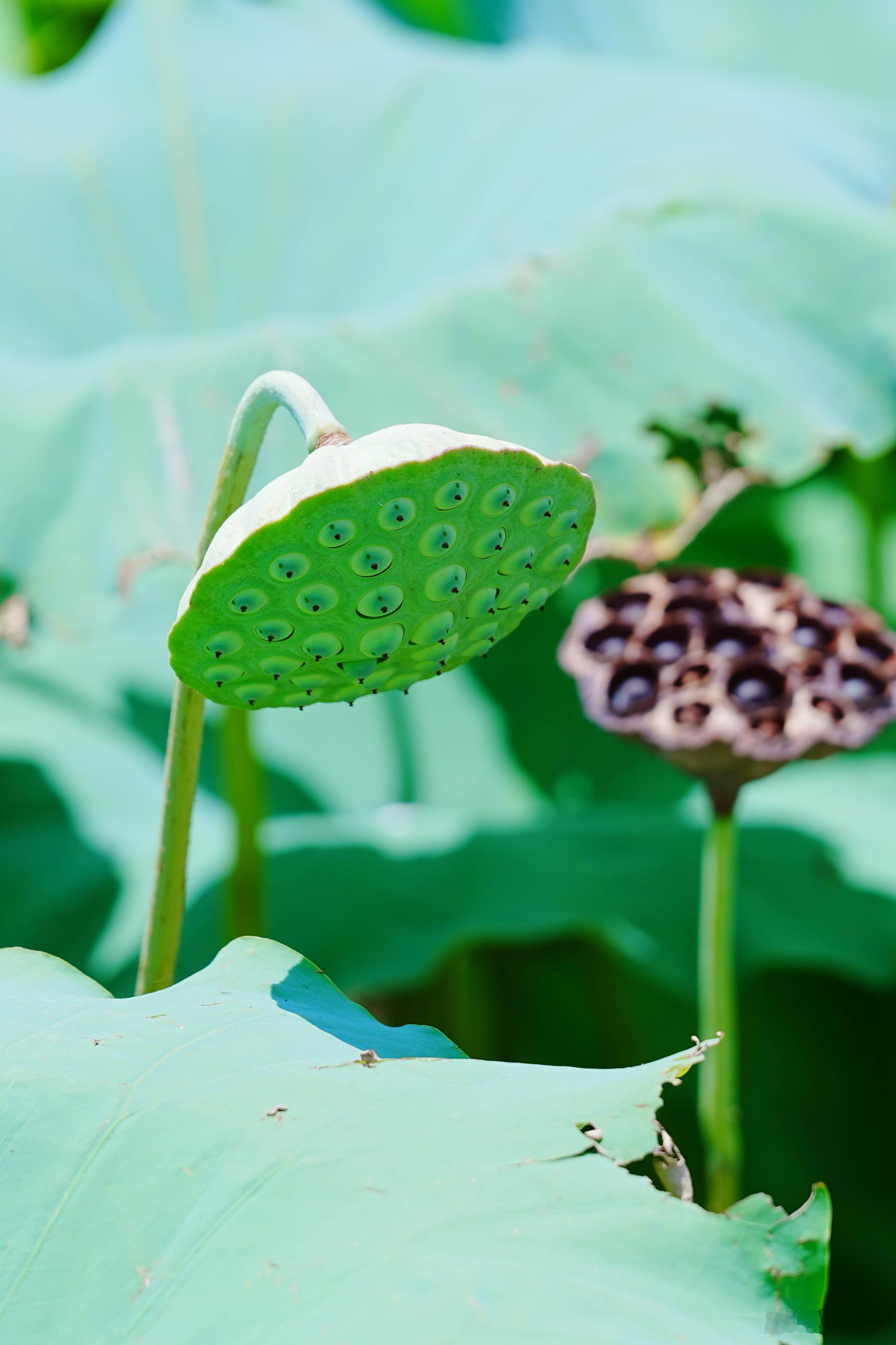 这个花洒不错哦摄影新生生动 ​​​