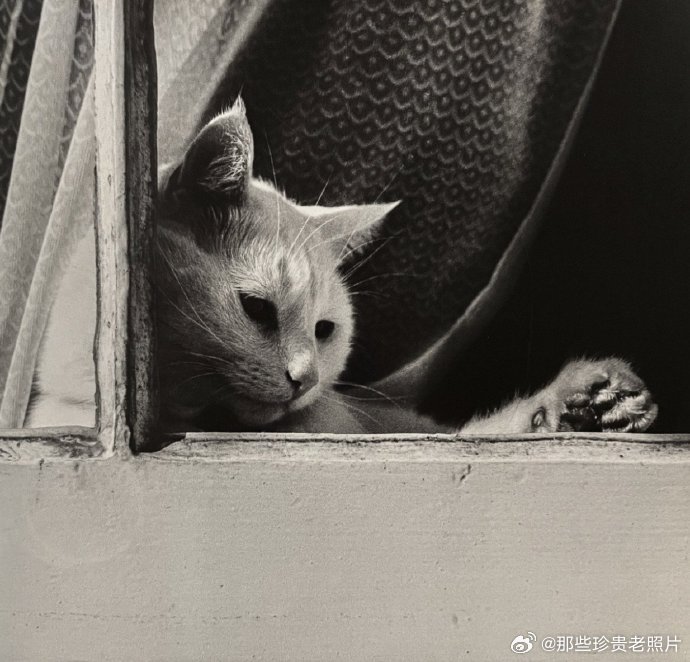 1960年，罗马，窗边小猫 