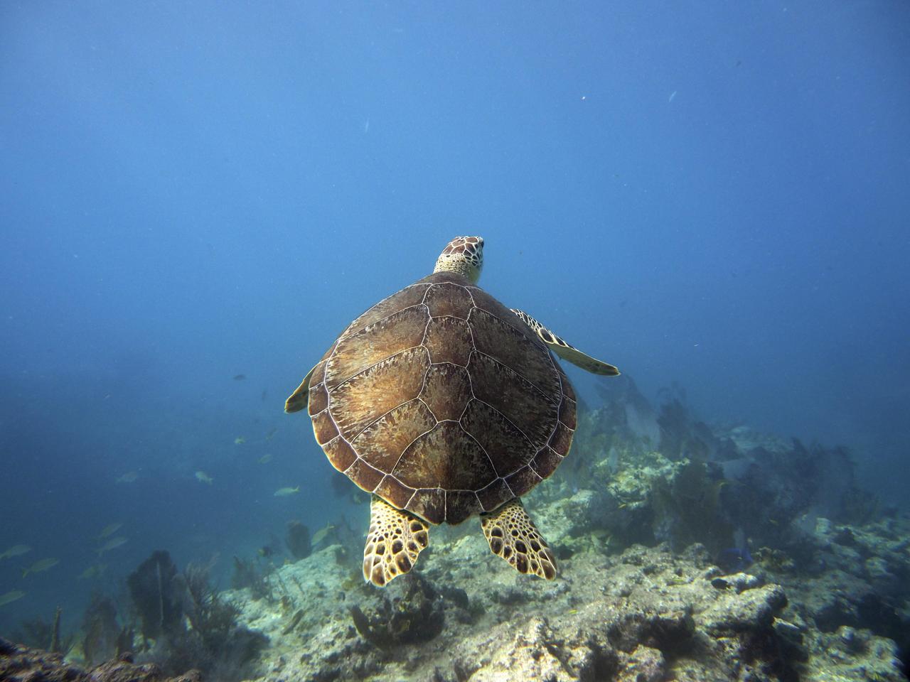 联合国《公海条约》迈出了保护和可持续利用海洋生物多样性的历史性一步。

在《联合