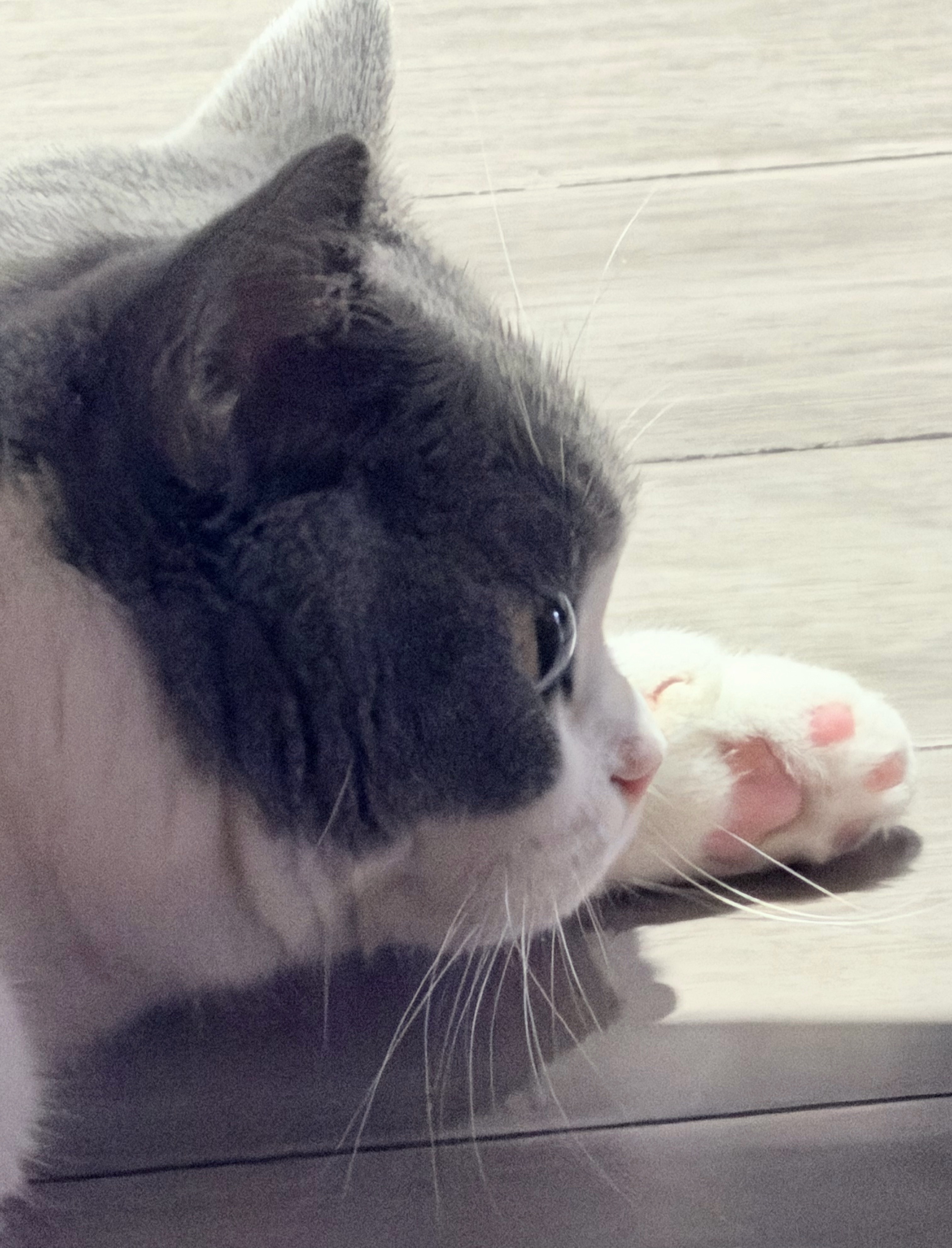 和辉儿一样纯洁可爱的小猫咪。