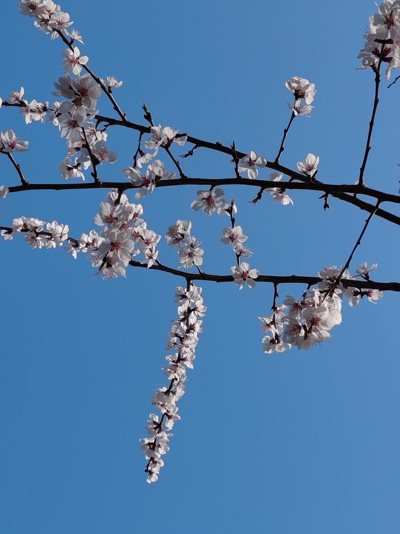 晒图笔记大赛春天随手拍。