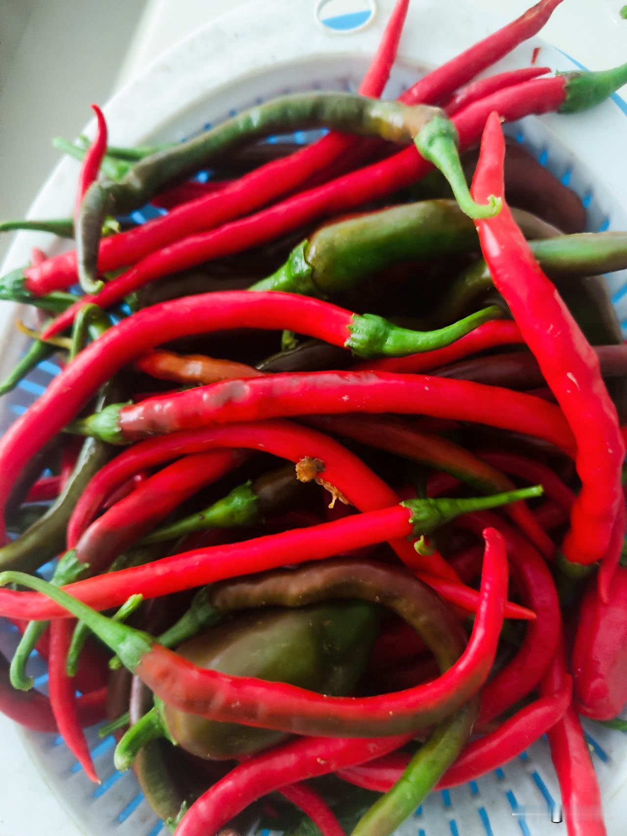 趁今早没下雨，赶快去小菜园采摘瓜果，采摘了一些红辣椒🌶️青辣椒🌶️，丝瓜，苦
