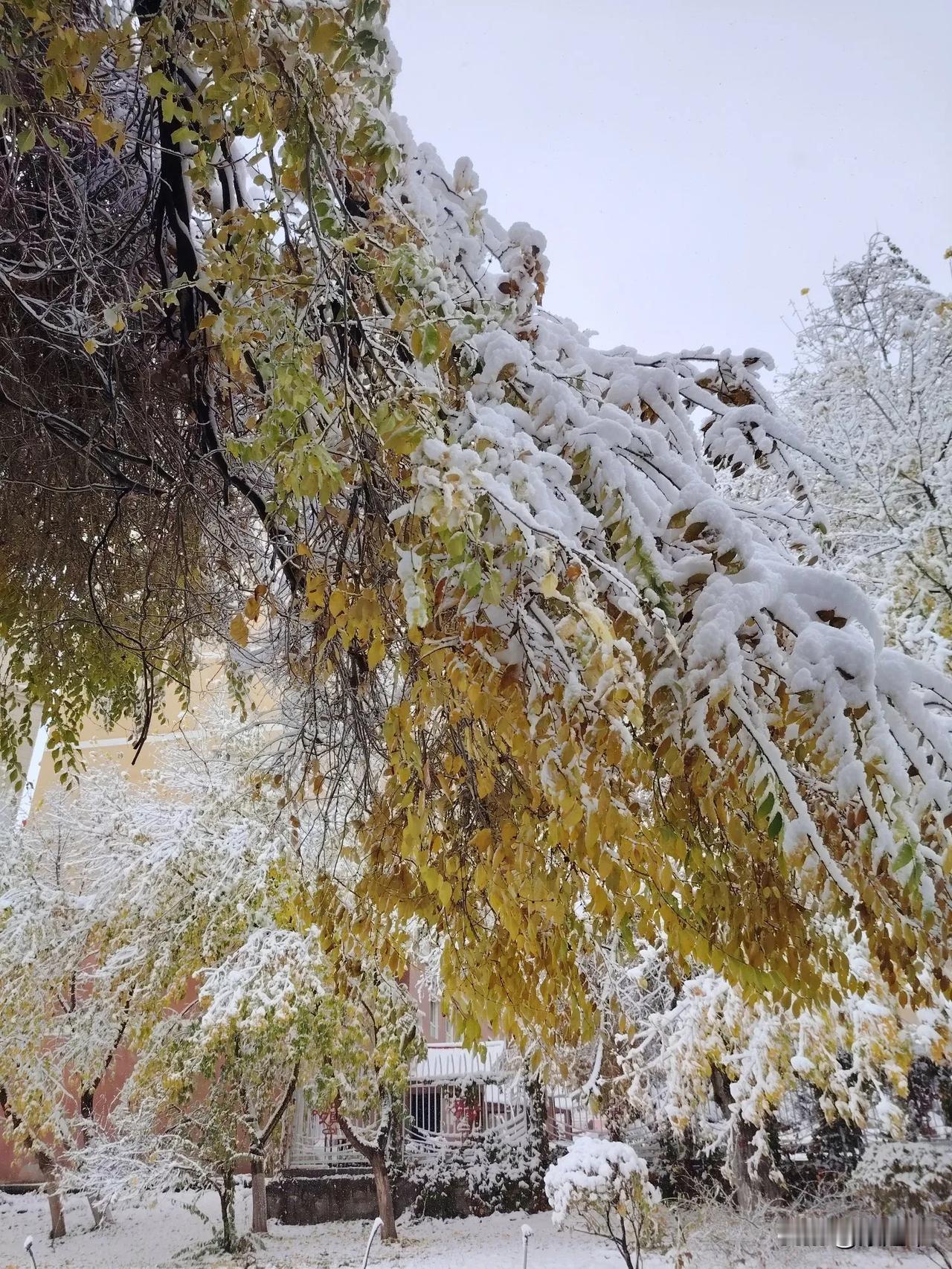 #秋日生活打卡季#
雪后的阿勒泰市
雪花的洁白无瑕处处展现
上至灰蒙蒙的天，下至