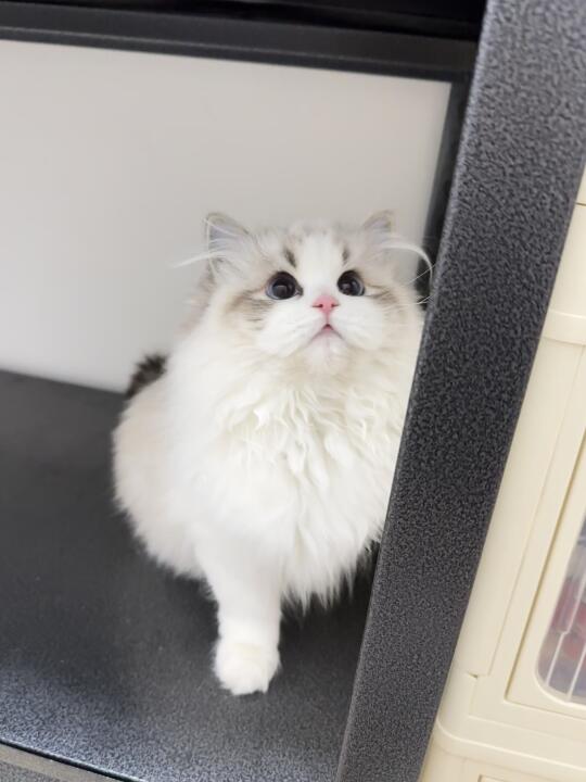 动漫小猫来噜💓