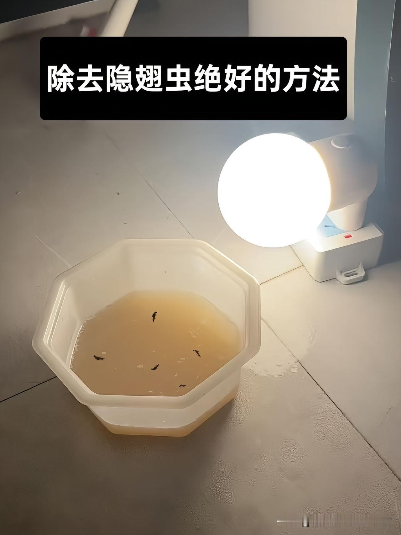 终于～找到一个逮隐翅虫的绝妙法子❗️。发现了一个超级简单而且真能逮到隐翅虫的绝妙