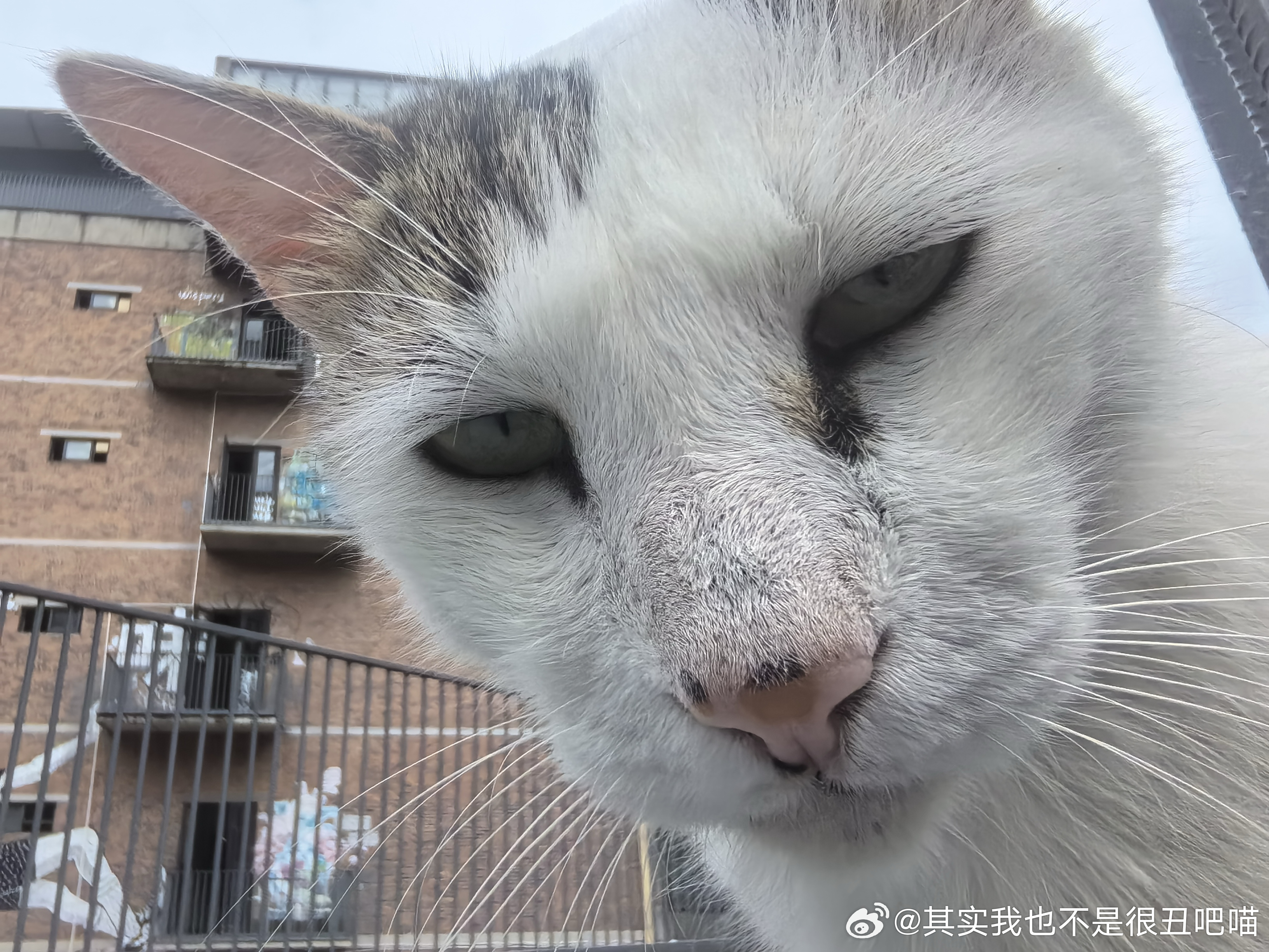 49348【丑猫】这里潦草叔叔已经不耐烦了