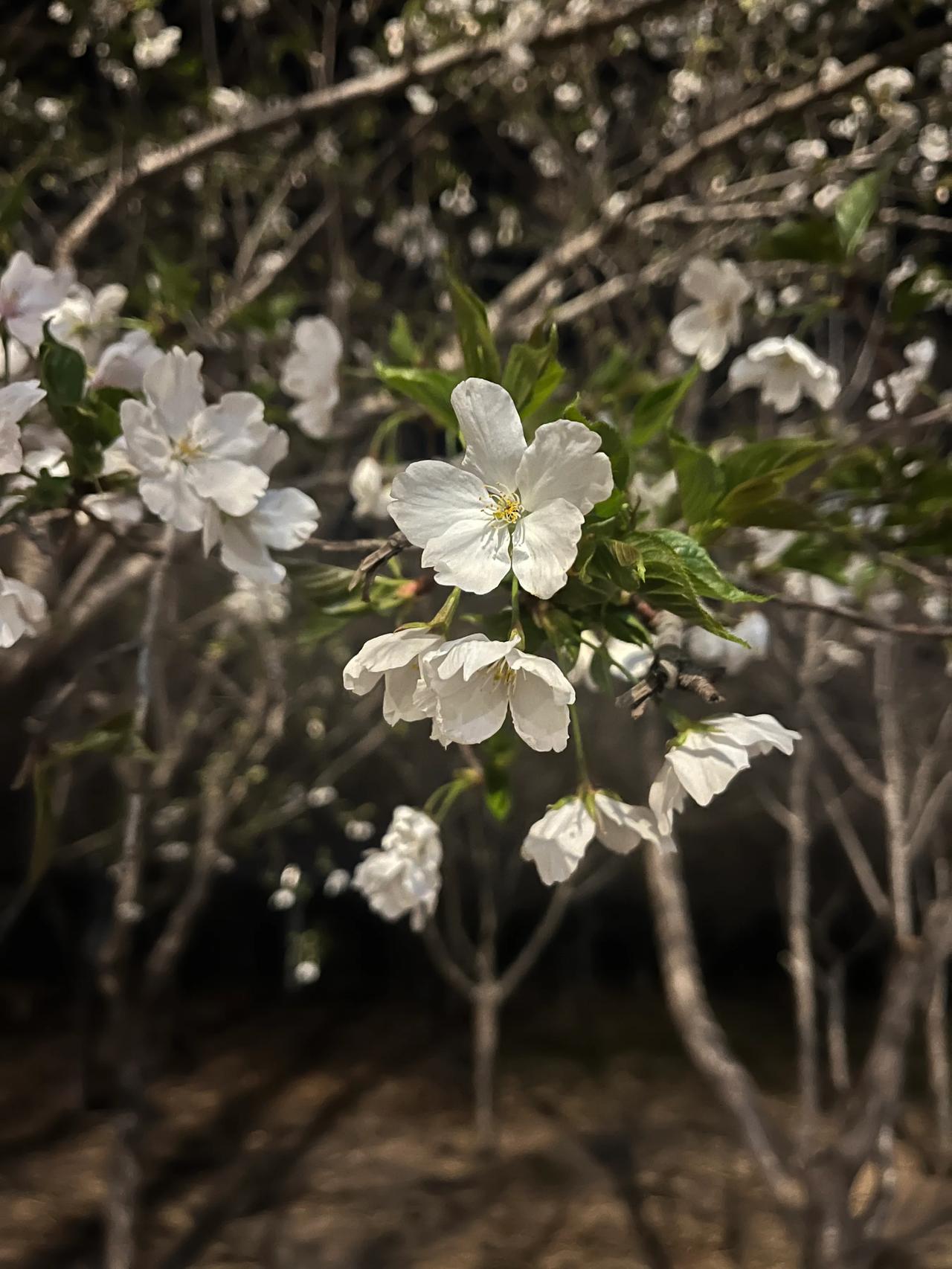 春暖花开的季节