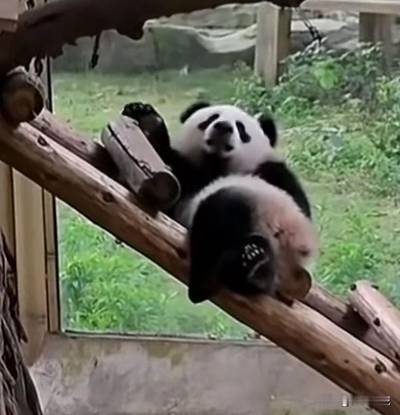 看到这么有个性的小熊猫小月亮
她是我除了福宝又一个喜欢的小熊宝
她这样的翘着二郎