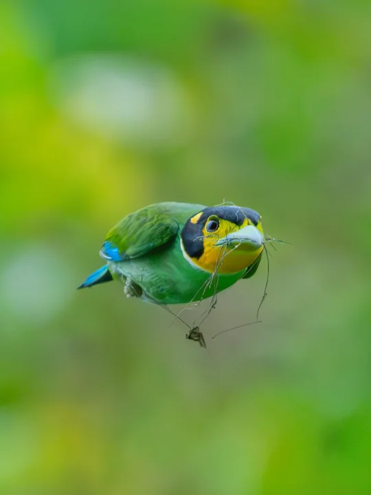 这家伙多少和可爱沾点关系👀