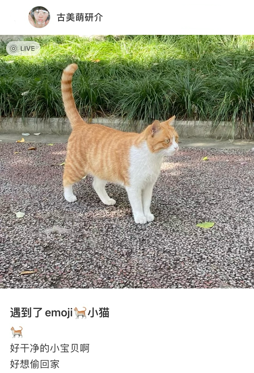 遇到了现实版的emoji小猫：🐈  ​​​