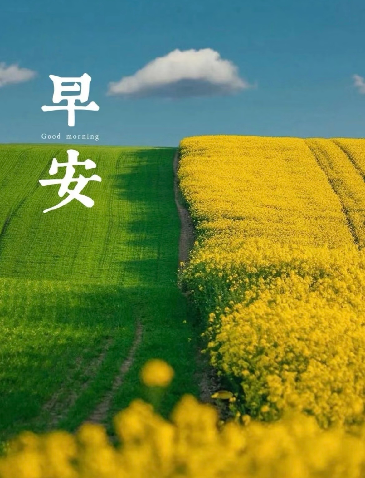 早安  早安 心中美好，一切美好拥有谦虚上进的内心就会不再被生活所左右生活才能处