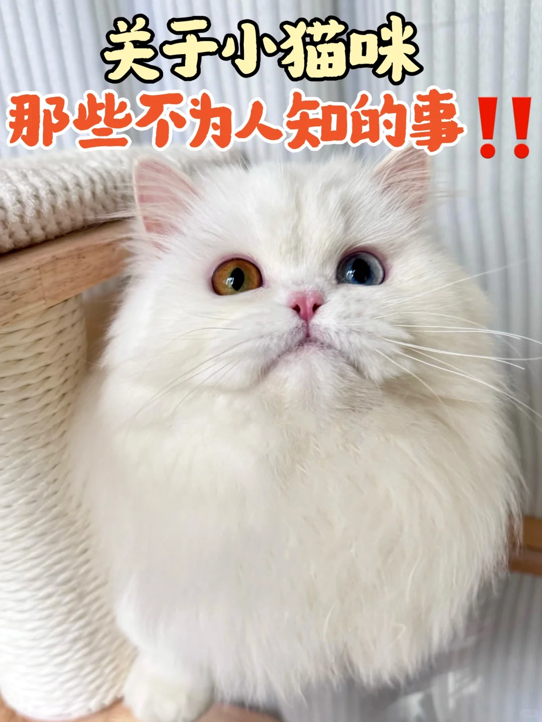 猫咪长肉攻略丨换毛季注意事项⚠️
