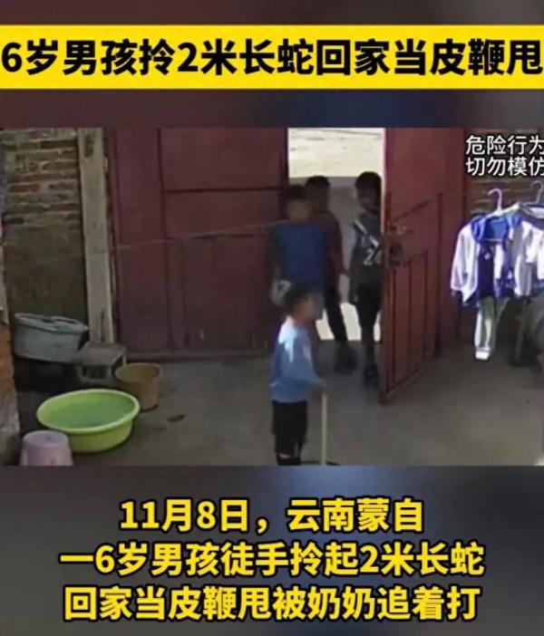 家庭惊悚瞬间：6岁孩子抓巨蛇回家，奶奶的反应让网友大呼过瘾！
6岁的小杰克在森林