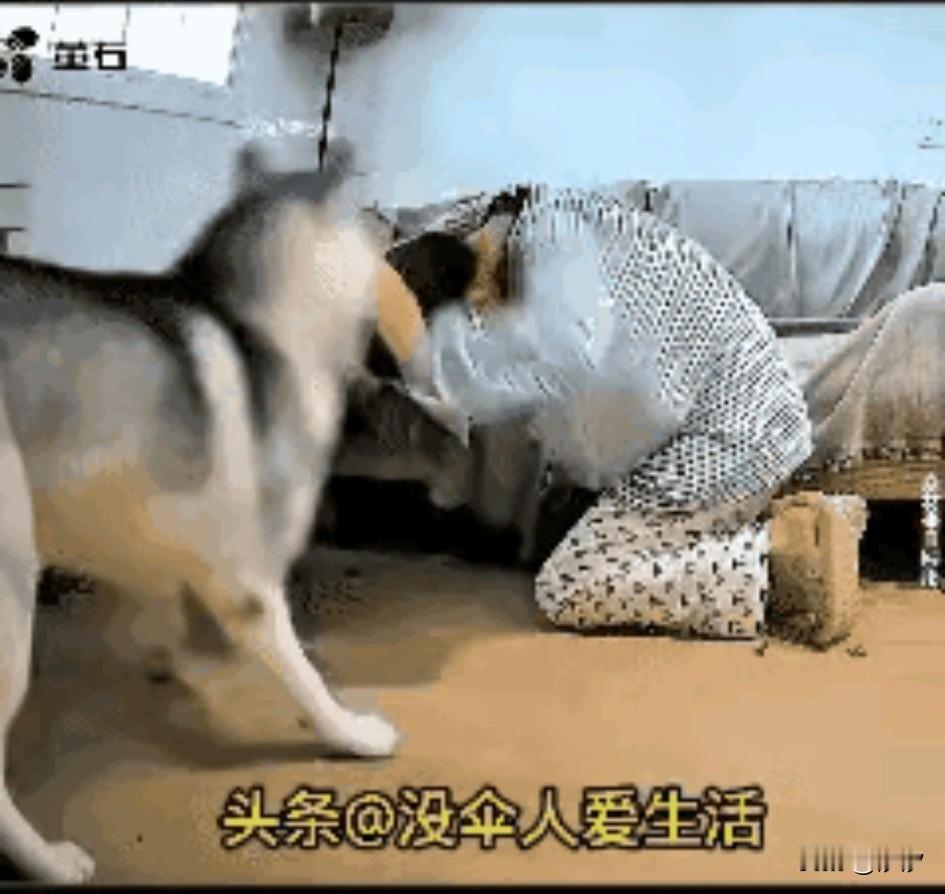 女子独自居住养了一条大狗，
平时出门也不拴狗绳，
别人提醒了她狗没拴绳，
她还生