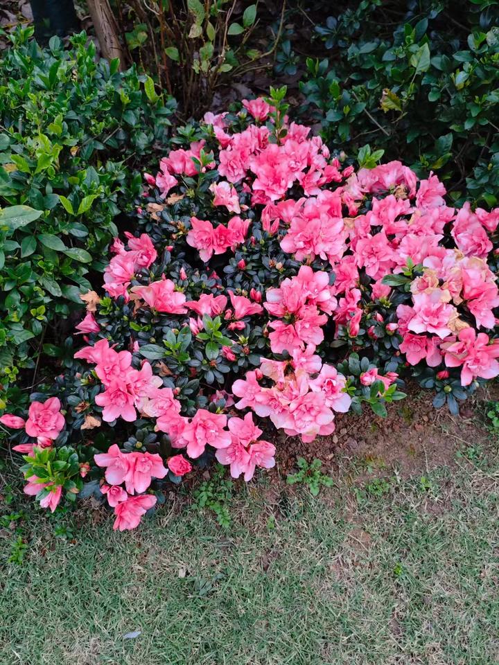 晒出你手机中盛开的花朵