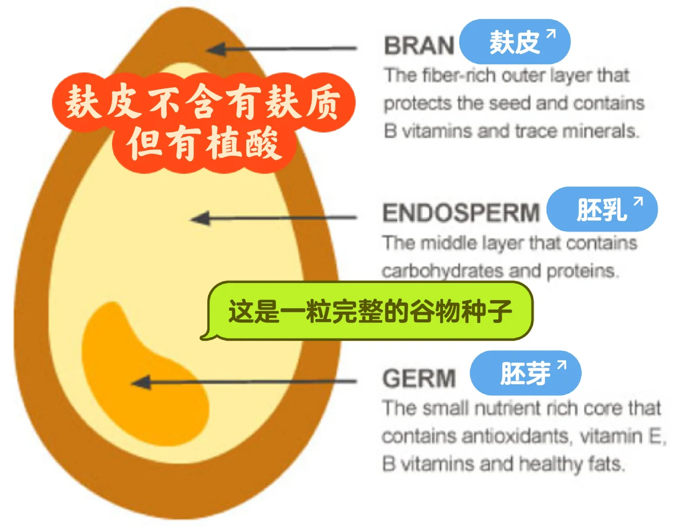 麸皮：不含麸质，但有植酸