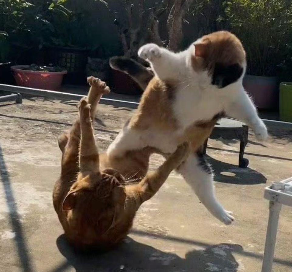 给你们感受一下水瓶座人虎的深井冰日常～🙇🏻♂️：你去买一把青菜吧～🍄：好。