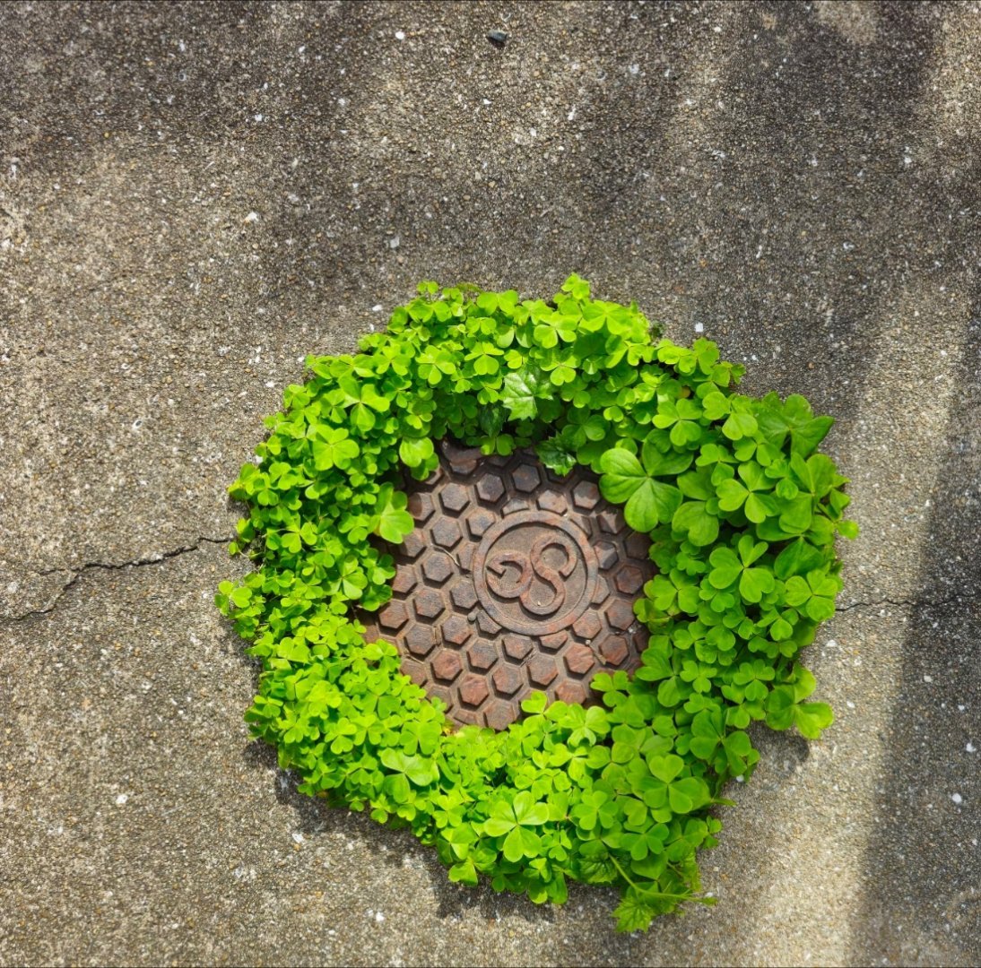 沒有人種它，它就自己長了，水泥地裡長出來的小驚喜 🍀 