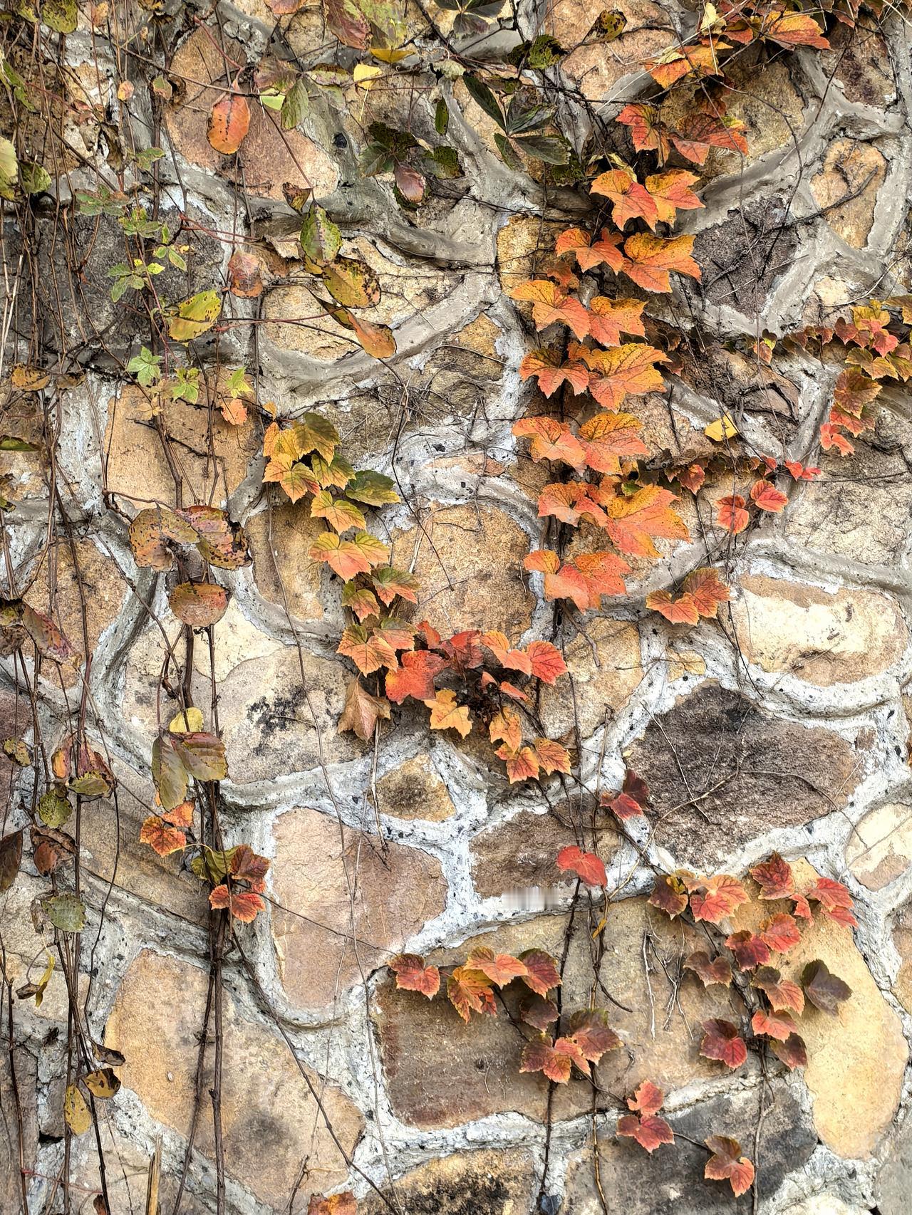 可以分享一张秋景的树叶的照片吗？