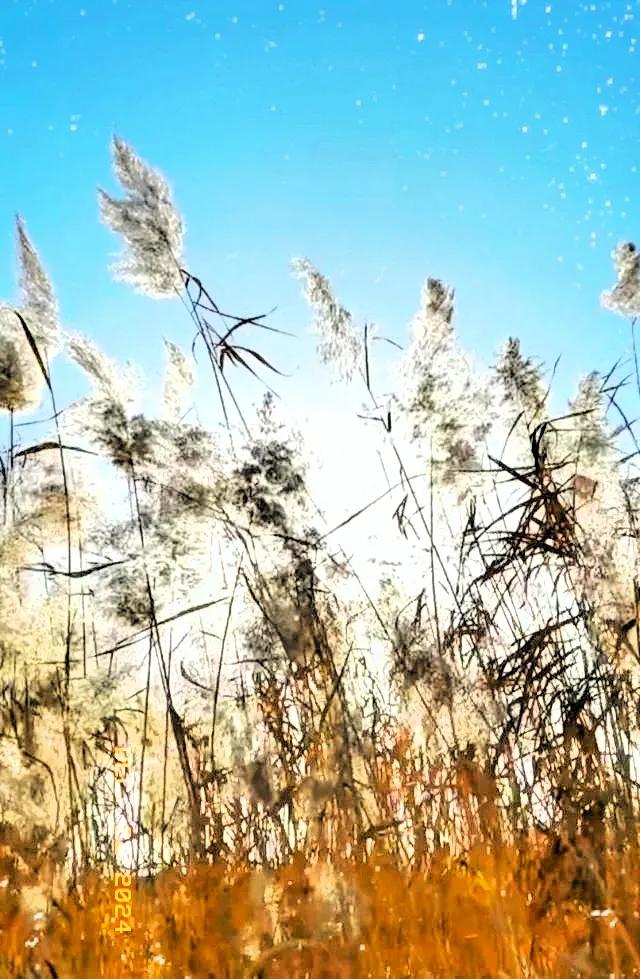 冬日景色独特，分享出来也是一种文化交流，娄韦花在寒风中凌乱，是冬日一道风景线冬日
