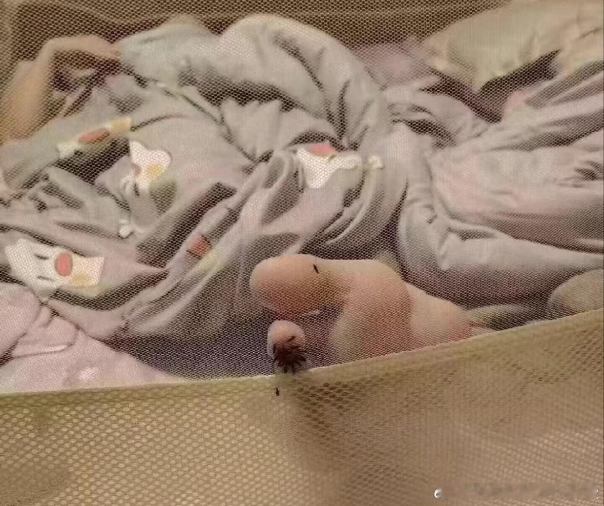 被蚊子咬后，哪些部位会特别痒？其实大家讨厌蚊子并不是因为它吸了血，而是烦人的嗡嗡