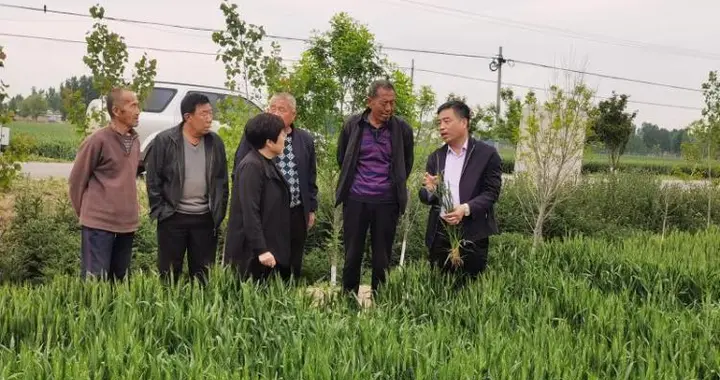 河北新闻网 提醒｜小麦管理进入关键期 专家提示浇好扬花灌浆水