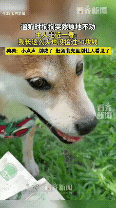 太可爱了！辽宁，一女子遛狗时，狗狗突然原地一动不动。

随后主人来到近前，发现狗