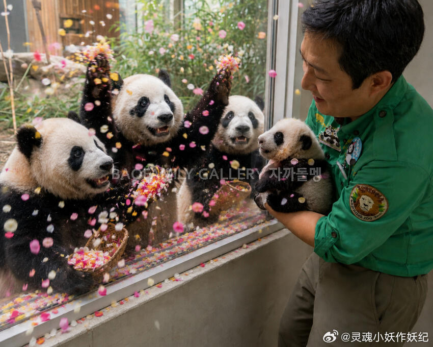 福宝睿宝辉宝都超喜欢四妹呢 