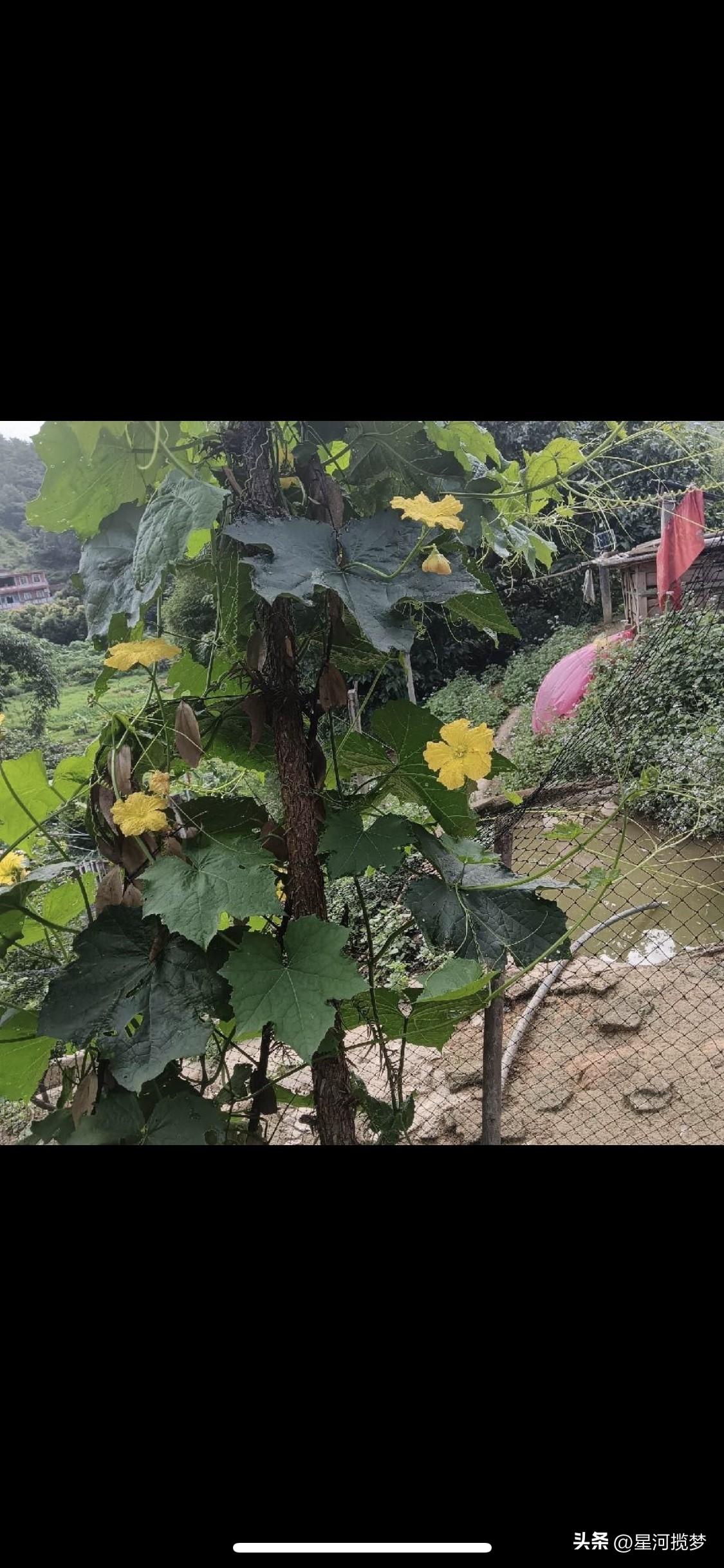 我的烦心事还真不少。工作上，项目任务重，时间紧，经常要加班加点，压力大到让人头秃