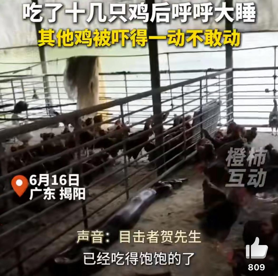 广东揭阳的养鸡场主人遇上的事，说出来都让人觉得又好气又好笑。一条三米多长、五六十