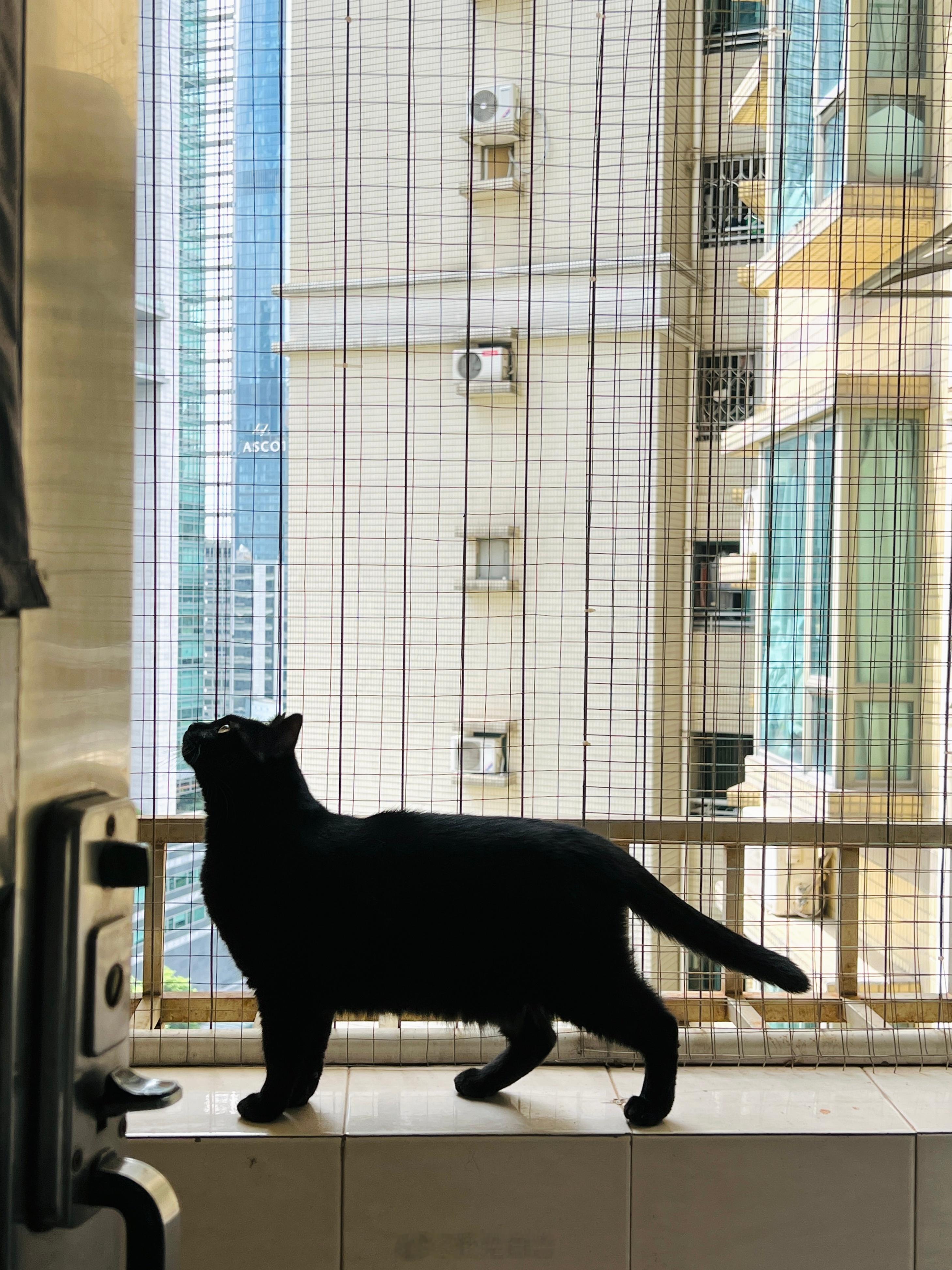 蝦：有封網、有保護。 ​​​