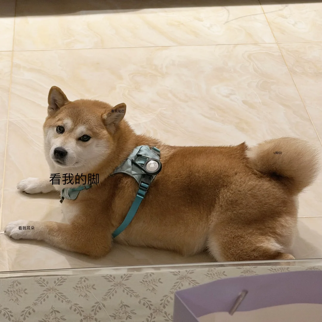 看我的脚