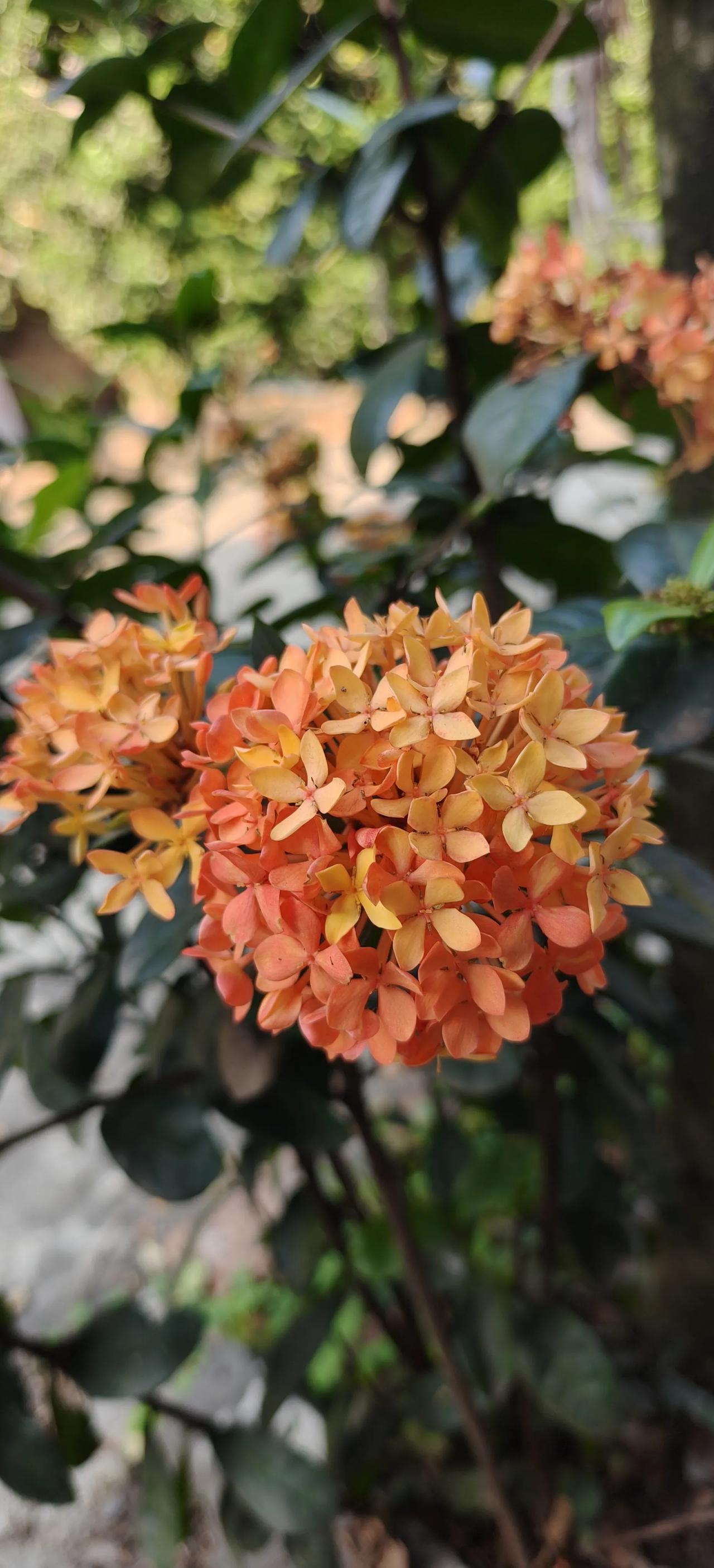 分享一张你拍的花，什么花都行团团一簇繁花，饱满圆润，层层花瓣紧紧相拥，微风轻拂，