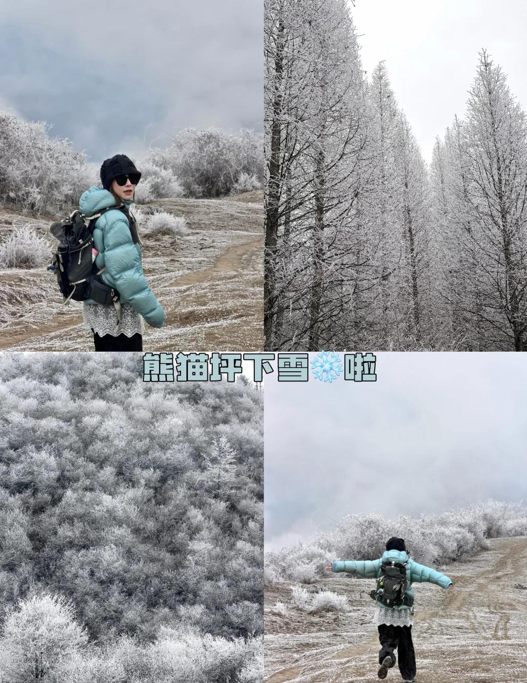 二刷冬季熊猫坪｜下雪❄️真美 雾凇更更美‼️
冬季熊猫坪满山雾凇缀满枝头  阳光