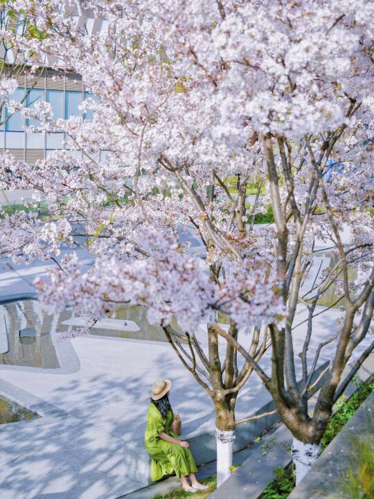 重庆花情实况播报丨主城吉野樱花打卡地🌸