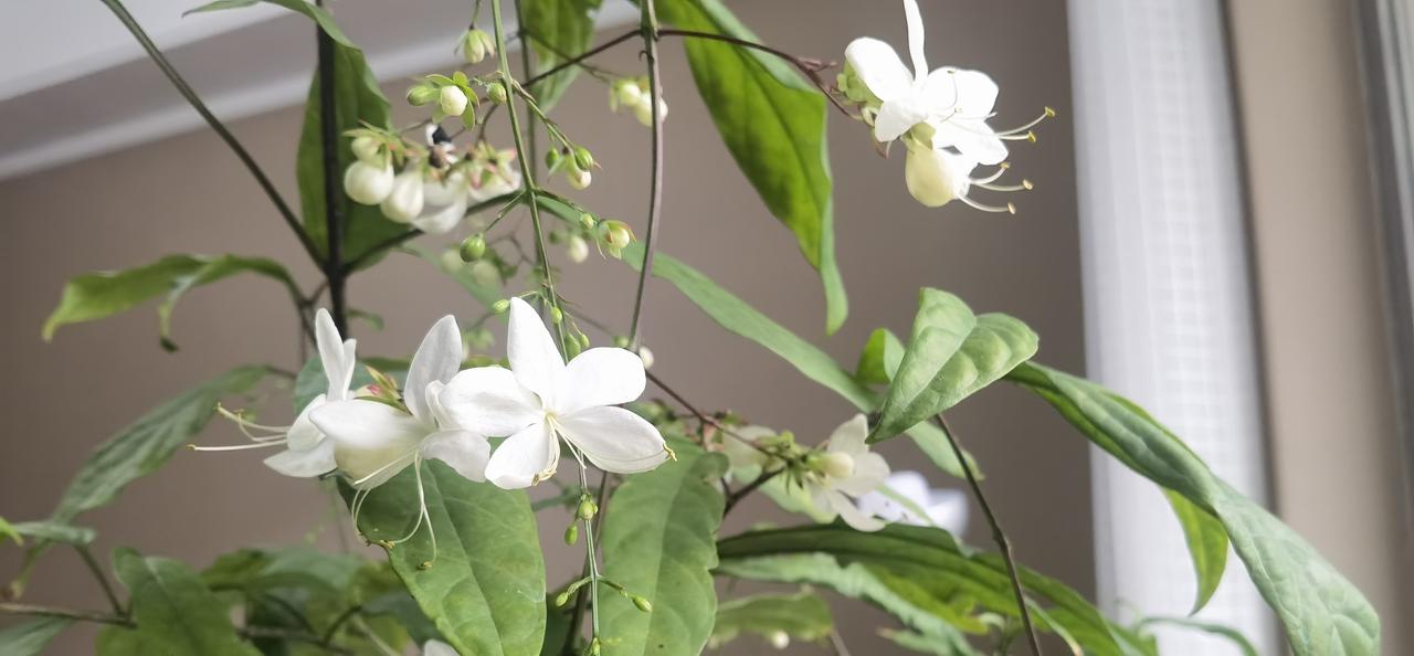 冬日闲居.垂丝茉莉