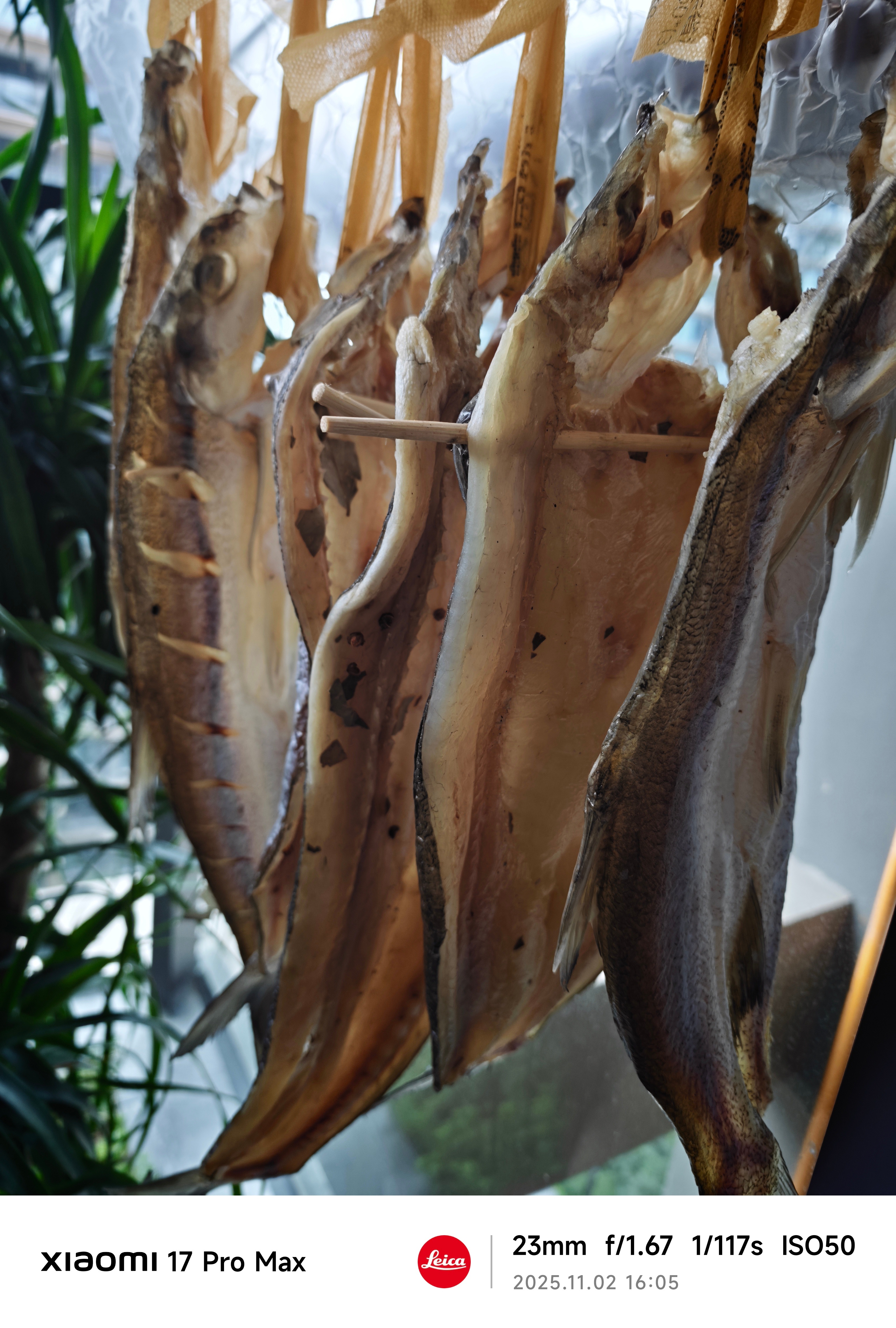 前两天钓的，太多了吃不完，抹上盐巴晾成鱼干，巴适我的日常plog付卷卷 ​​​