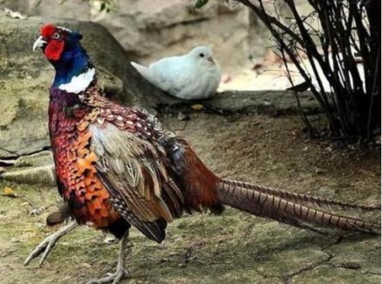 东北野鸡泛滥成灾，为何很少有人吃？当地农民直言：“别说吃了，我们甚至都不敢招惹它